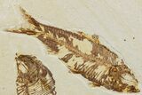 Two Fossil Fish (Knightia & Diplomystus) - Wyoming #234212-2